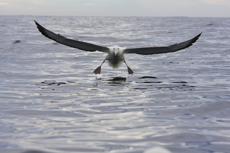 Wandering Albatross Coming In To Land On Water